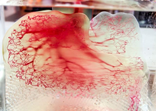 3D Systems’ Print to Perfusion process allows for the creation of a human vasculature model. (Image courtesy of United Therapeutics.)