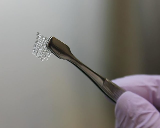 A scientist holding a 3D-printed mouse ovary cell scaffold. (Image courtesy of Northwestern University.)