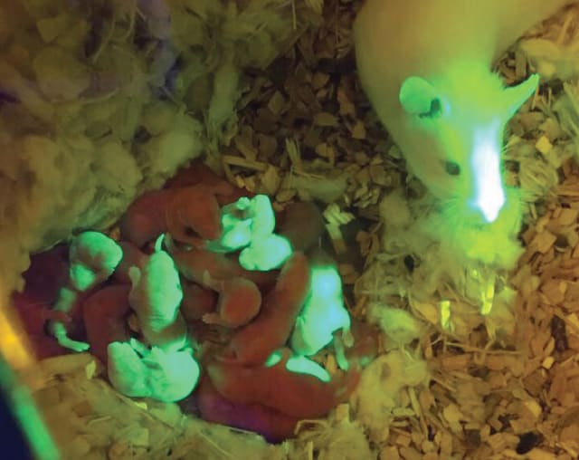 A litter of green pups born from the bioprosthetic ovary. (Image courtesy of Northwestern University.)