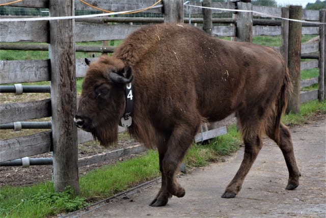 European bison with a GPS collar made by VECTRONIC Aerospace has a battery that can last 4 years. Image: Rewilding Europe.